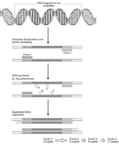 Pcr Diagram For Kids