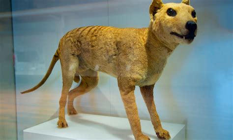 10 Incredible Tasmanian Tiger Facts - AZ Animals