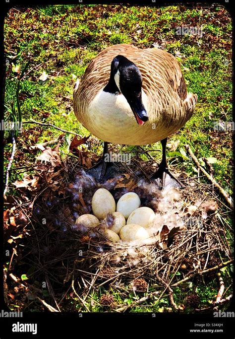 Canadian goose at nest with eggs, hissing Stock Photo - Alamy