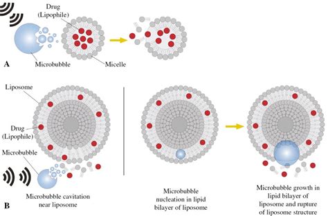 Proposed mechanism for (A) cavitation effect on micelle rupture, (B ...