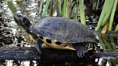 Pocosin Lakes Refuge - Washington Daily News | Washington Daily News