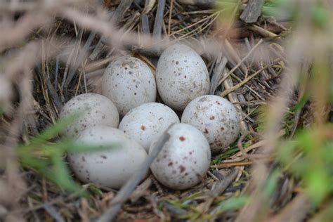 Light-footed clapper rail nest and eggs at Tijuana Slough Refuge | FWS.gov