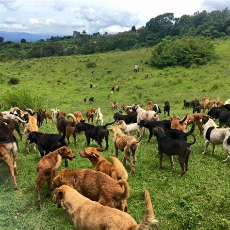 Territorio de Zaguates (Land of Strays) – Alajuela, Costa Rica - Atlas ...