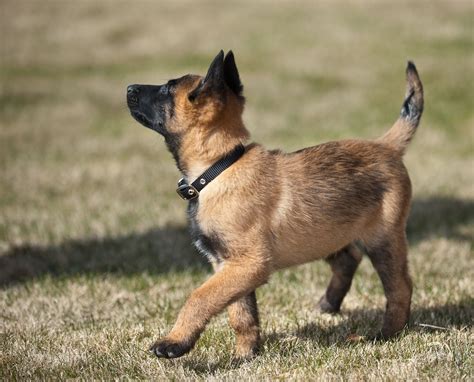 Belgian Malinois (Mal): Dog Breed Characteristics & Care