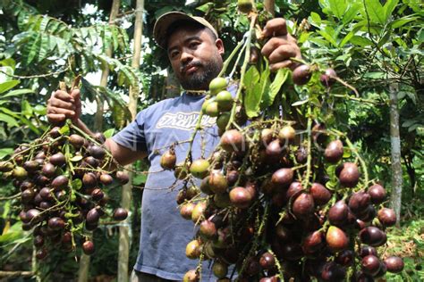 PANEN BUAH MATOA SUPER WONOSALAM | ANTARA Foto