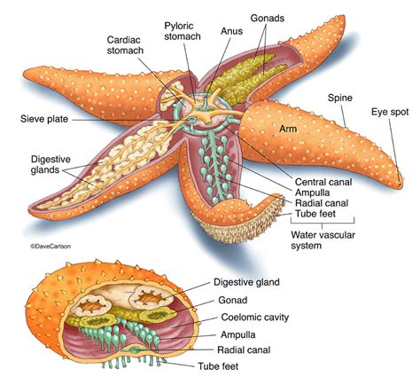 Starfish (Sea Star) Anatomy photo | Animal science, Oceanography marine ...