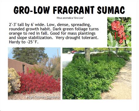 Sumac, Gro Low Fragrant