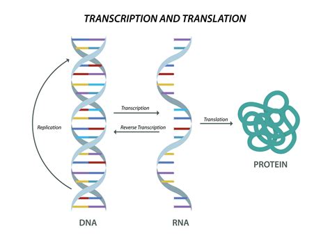 Creating A Model Of Dna And Rna