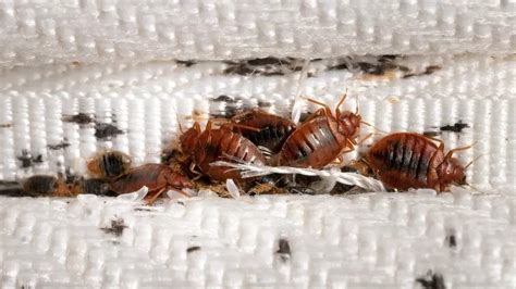 Bedbugs: Sadiq Khan reassures Londoners over France problems - BBC News