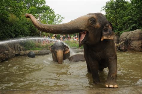 Asian Elephants - Cincinnati Zoo & Botanical Garden®