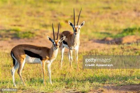 2,502 Gazelle Horns Stock Photos, High-Res Pictures, and Images - Getty ...