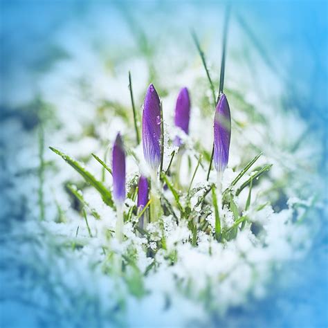 Crocus in the Snow | Crocus, Snow, Plants