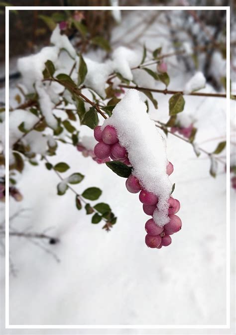 Plant Spotlight: Symphoricarpos Species — Pacific Garden Design