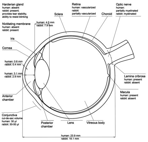 Rabbit Models of Ocular Diseases: New Relevance for Classical ...