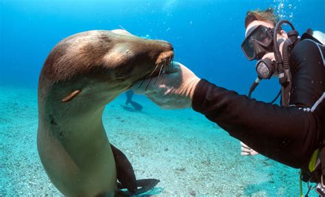 The 5 best activities to enjoy in the Galapagos Islands | Fragata Yacht