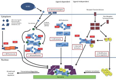 Mechanisms of resistance in castration-resistant prostate cancer (CRPC ...