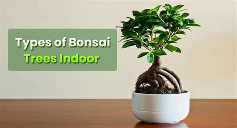 Types of Bonsai Trees Indoor | Different Varieties & Species ...