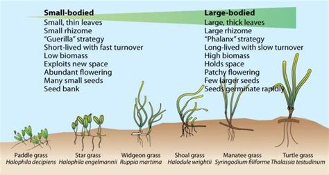 Seagrass | Dutch Caribbean Biodiversity Database