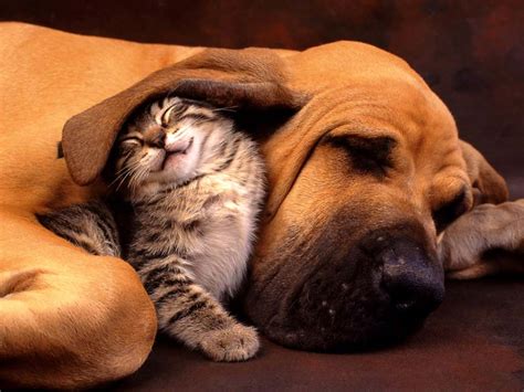 Cat and Dog Desktop Wallpapers - Top Free Cat and Dog Desktop ...