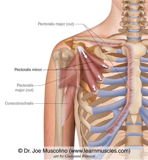 Pectoralis Major And Minor Muscles