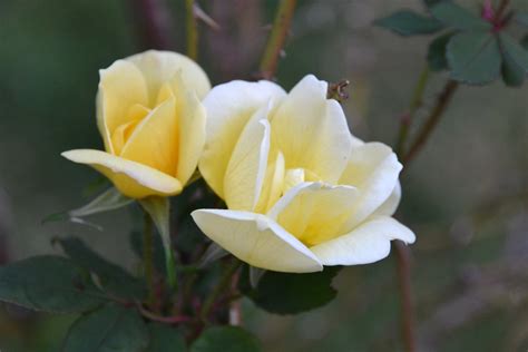 Yellow Knockout Roses | These are beautiful roses - they are… | Flickr