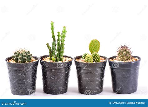 Different Shapes of Cactus in Small Pot Stock Photo - Image of white ...