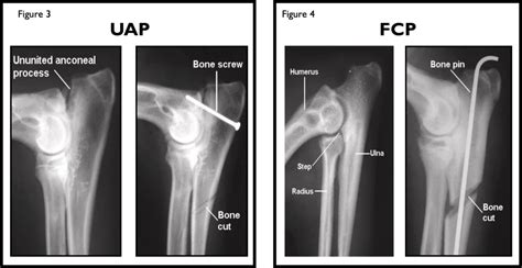 ELBOW DYSPLASIA IN DOGS - Veterinary Specialists Aotearoa | Veterinary ...