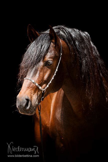 32 Best Iberian Horse images in 2019 | Andalusian horse, Horses ...