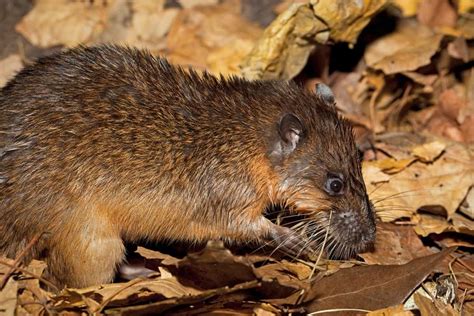 The rakali, a native water rat, found feasting on cane toads in the ...