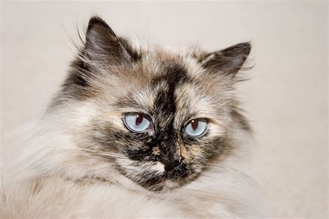 Himalayan Cat Colors - Top 10 Colors from Common to Rare