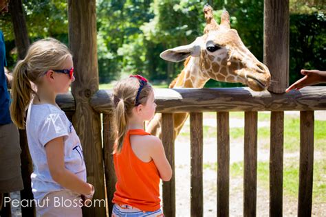 A Peek Inside Riverbanks Zoo {VIDEO} - Don't Just Fly