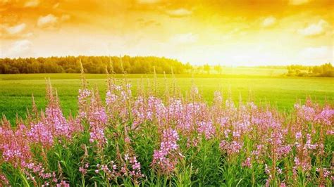 Plants With Flowers Grass Field During Sunset With Landscape View Of ...