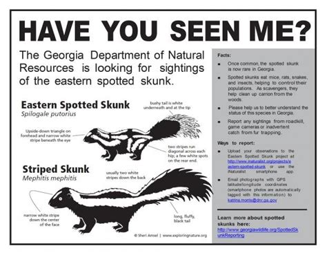 Stinky Handstands and Other Eastern Spotted Skunk Facts - Georgia ...