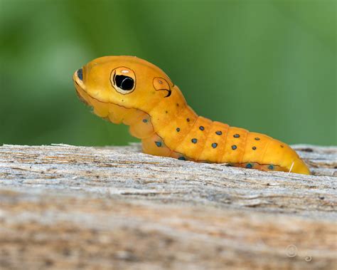 spicebush swallowtail caterpillar - Recherche Google | Caterpillar ...