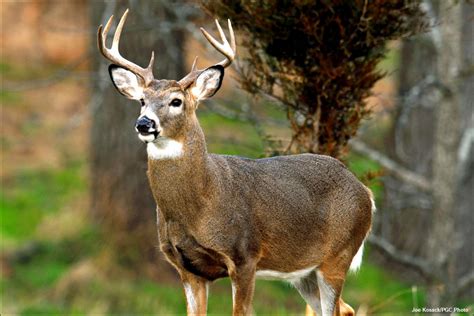 Deer Buck - Best Animals