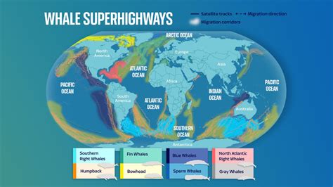 Revealed: First ever global map of whale migration exposes growing ...