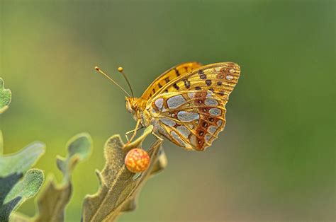 Restoring Rare Butterfly Habitats