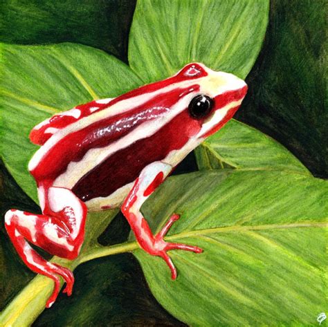 Phantasmal poison dart frog final | Gumnut Inspired