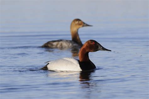 Canvasback — Ducks Unlimited Canada