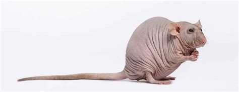 Hairless Rats: What You Need To Know - A-Z Animals