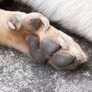 Do Dog Breeders Remove Dew Claws