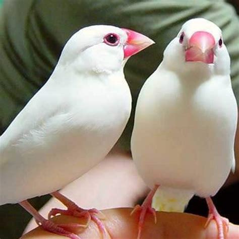 Buy White Java Finch for Sale Online in Pakistan | Java Bird Price ...