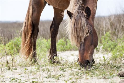 Image of The Wild Horses of Shackleford Banks | 34198