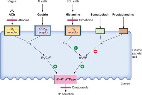 H2 Blockers - USMLE Strike