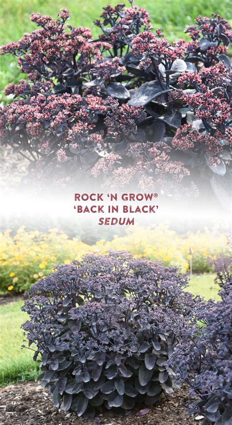 Rock 'N Grow® 'Back in Black' - Stonecrop - Sedum hybrid | Proven ...