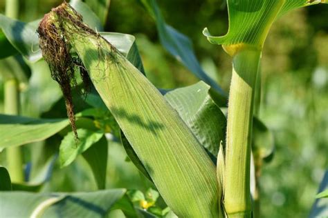 Sweet Corn: How to Plant, Grow, and Harvest Sweet Corn at Home | The ...