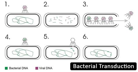 Bacterial Transduction: Definition, Principle, Steps, Examples