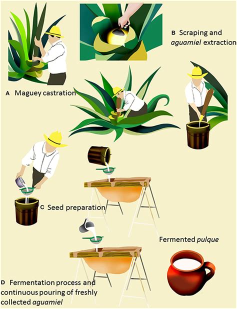 Science Stuff : Emasculation: Definition Process Precaution