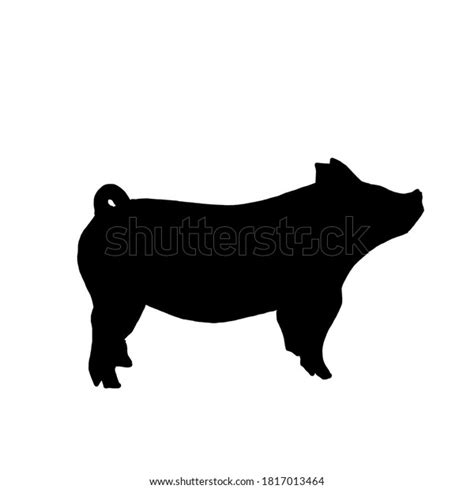 4,426 Show Pig Images, Stock Photos & Vectors | Shutterstock