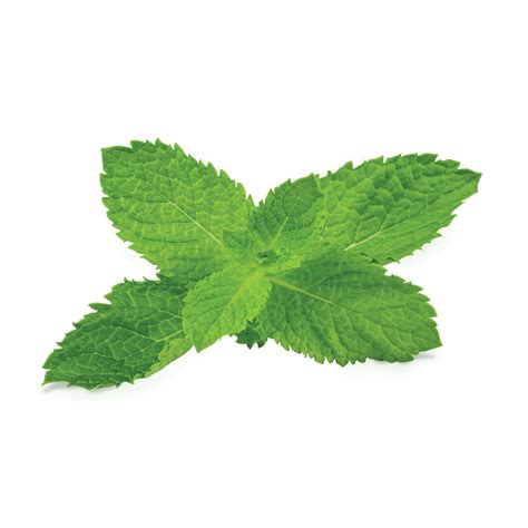 Mint Leaves, Garden Plants, Essential Oils, Natural Remedies, Fresh ...